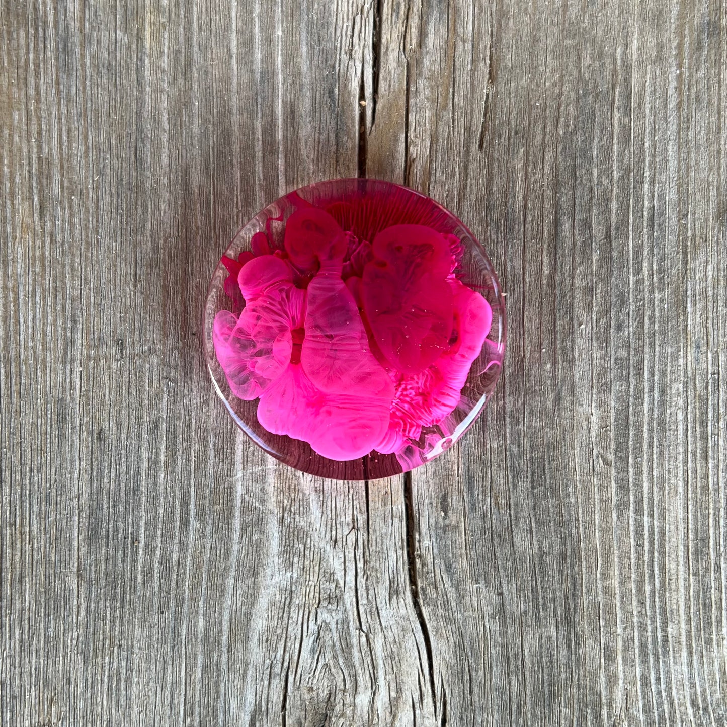 1.5” Pink and Cranberry Petri Resin Magnet | 3 for $12 | Petrified Clouds