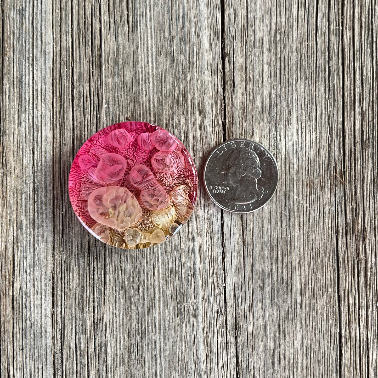 1.5” Pink and Moss Petri Resin Magnet | 3 for $12 | Petrified Clouds