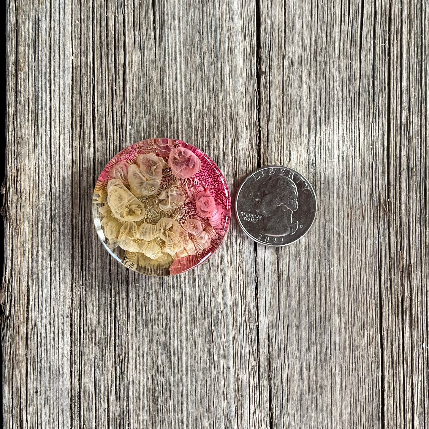 1.5” Pink and Moss Petri Resin Magnet | 3 for $12 | Petrified Clouds