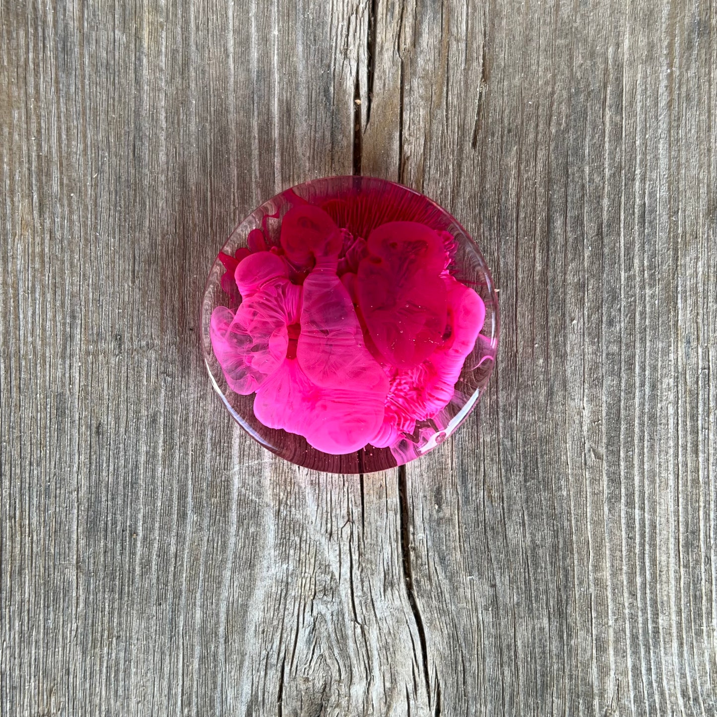 1.5” Pink and Cranberry Petri Resin Magnet | 3 for $12 | Petrified Clouds