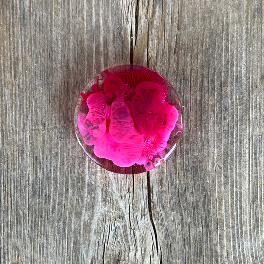 1.5” Pink and Cranberry Petri Resin Magnet | 3 for $12 | Petrified Clouds