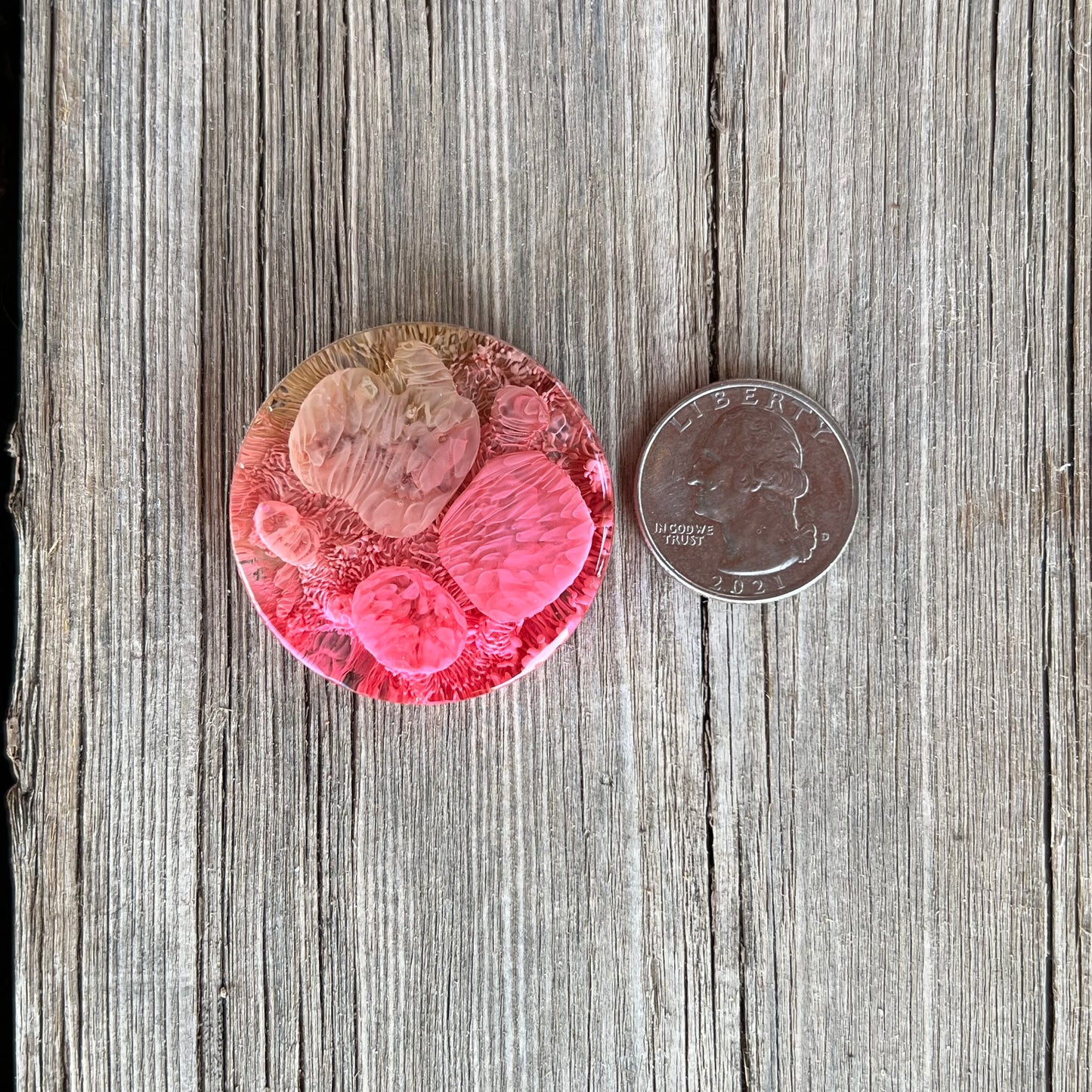 1.5” Pink and Moss Petri Resin Magnet | 3 for $12 | Petrified Clouds