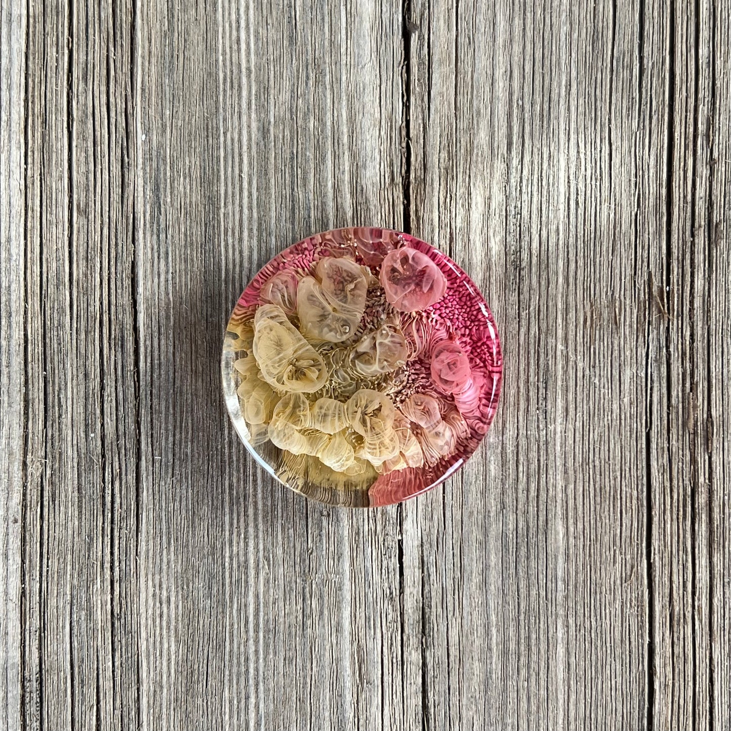 1.5” Pink and Moss Petri Resin Magnet | 3 for $12 | Petrified Clouds